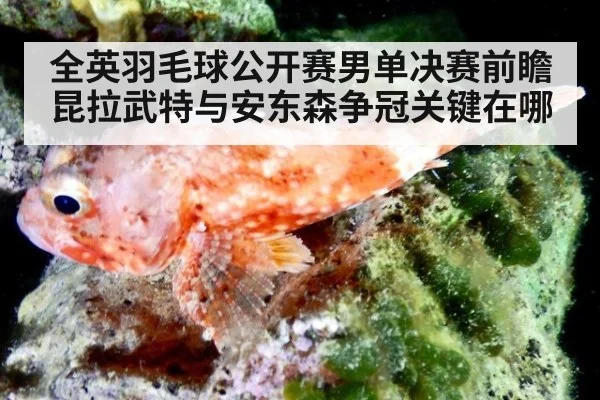 全英羽毛球公开赛男单决赛前瞻 昆拉武特与安东森争冠关键在哪